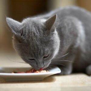 cat food for sensitive stomachs
