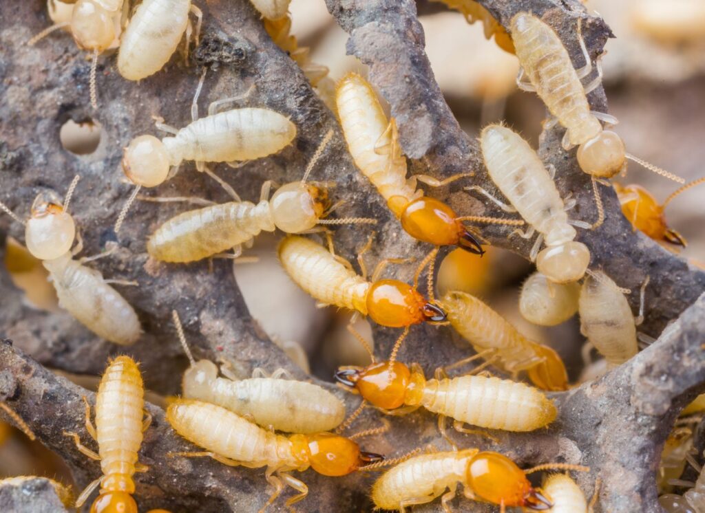 Pest and Termite Control Services