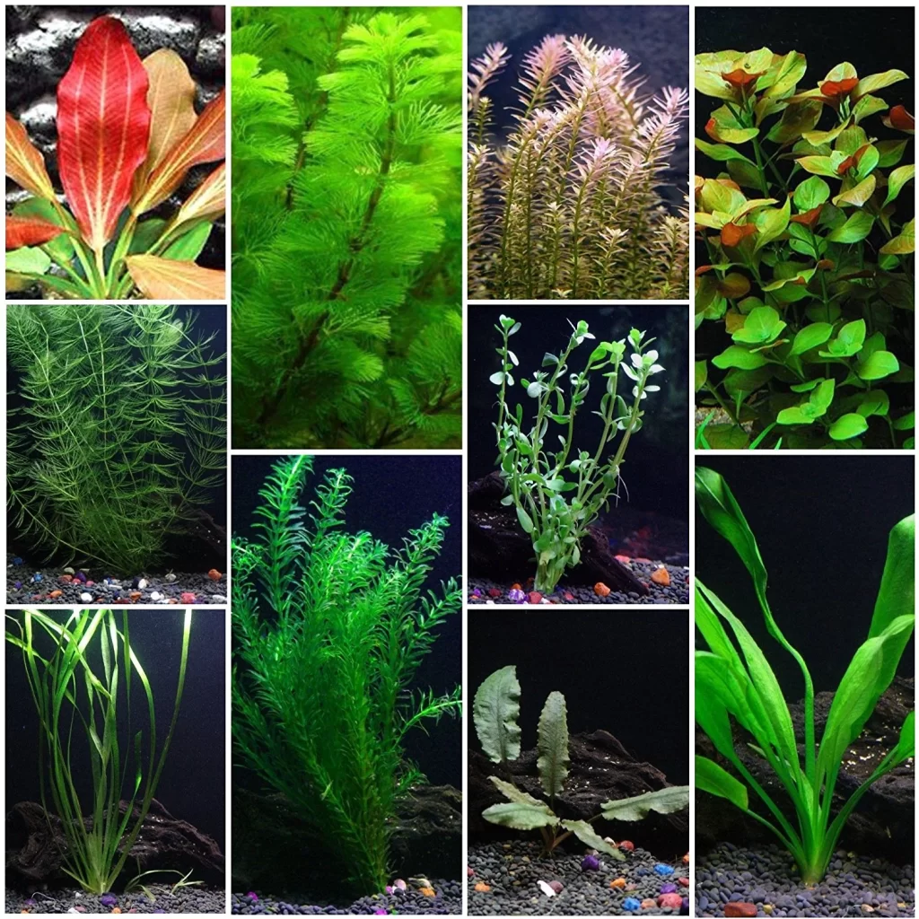 aquarium plants